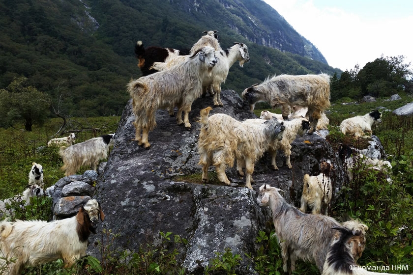 Непальские козлы у подножия Тулаги