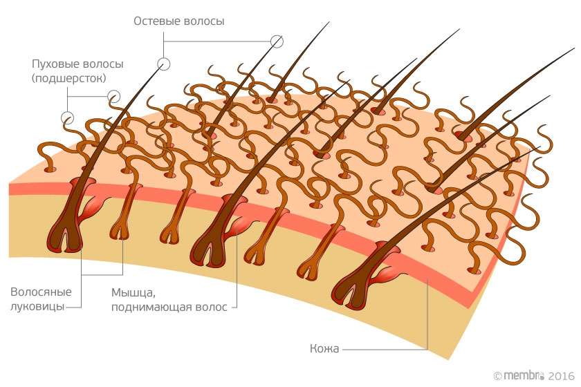 Схематическое изображение структуры волос и шерстяного покрова